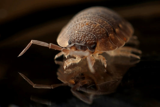 How Long Do Bed Bugs Live on Clothes